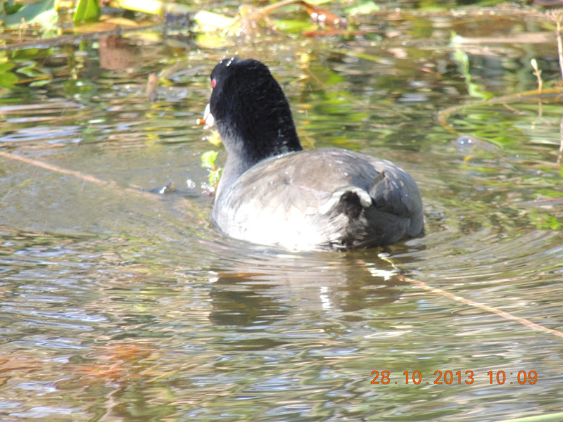 Golden gate park 017_.jpg