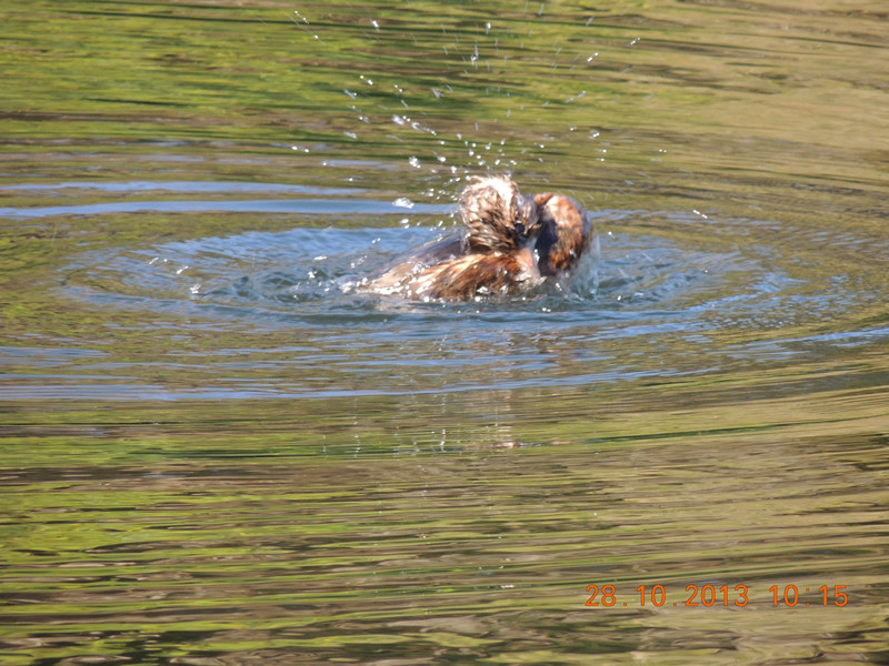Golden gate park 032_.jpg
