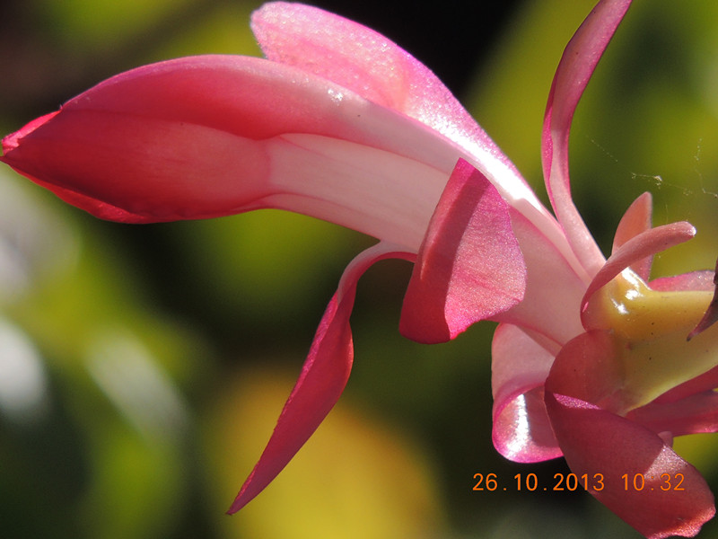 flower 1194_.jpg
