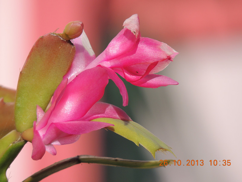 flower 1205_.jpg