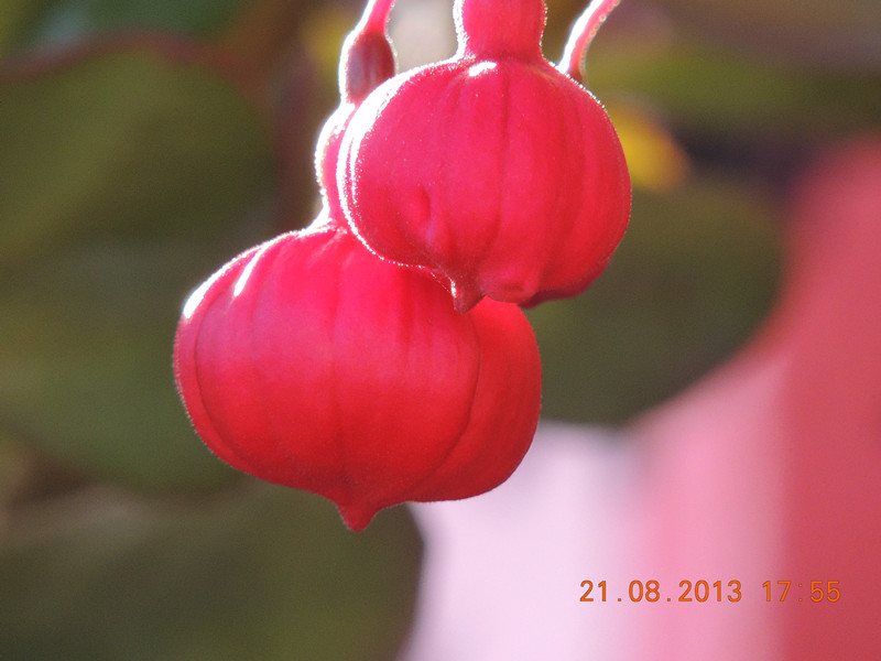flower 640_.jpg