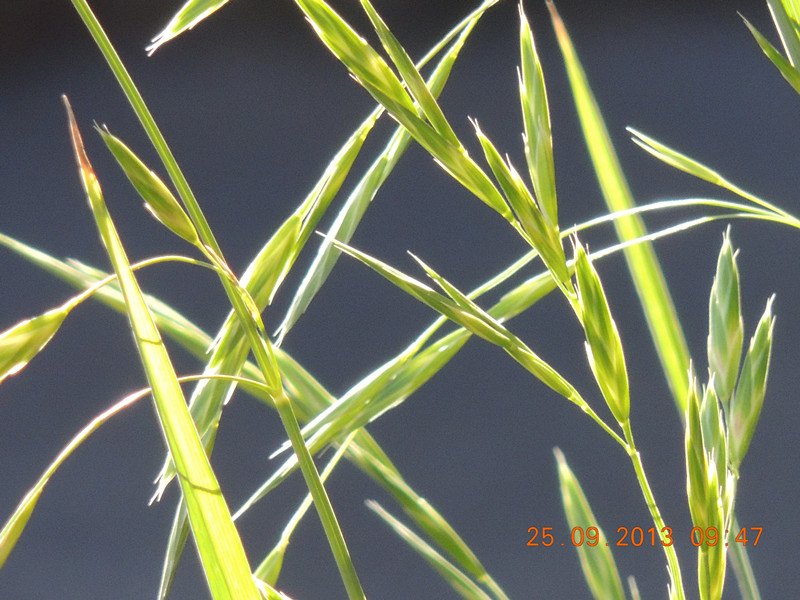 flower 1078_.jpg