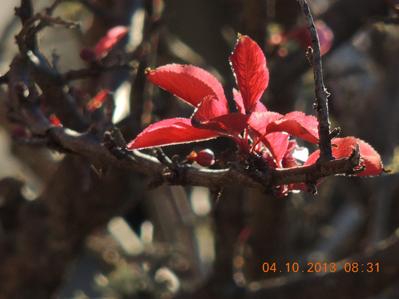 flower 1094_.jpg