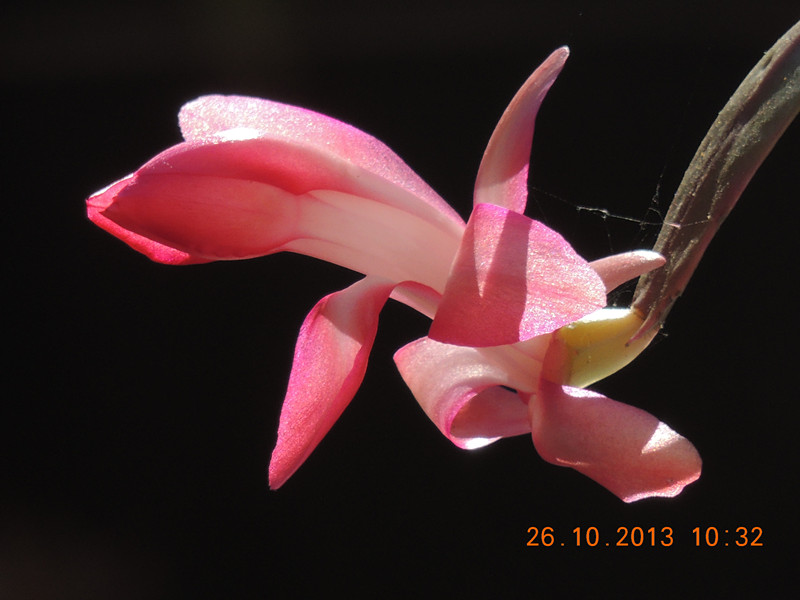flower 1192_.jpg