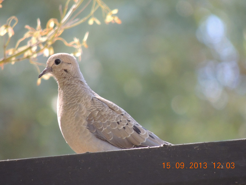 bird 416_.jpg