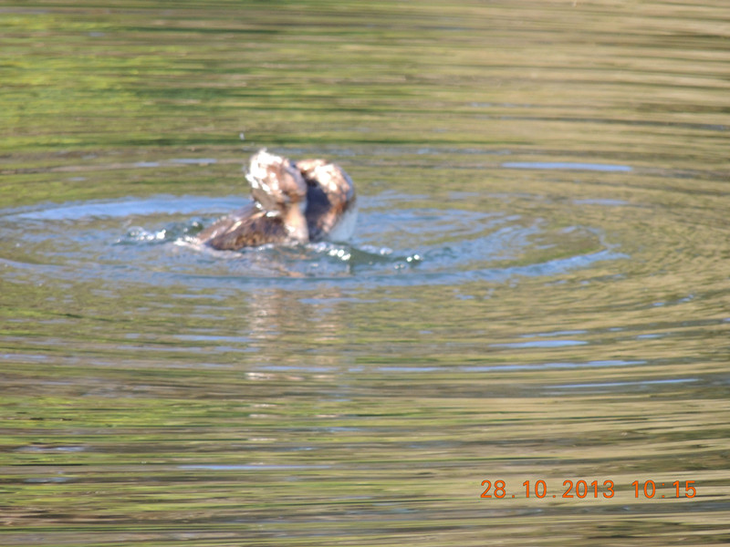 Golden gate park 033_.jpg