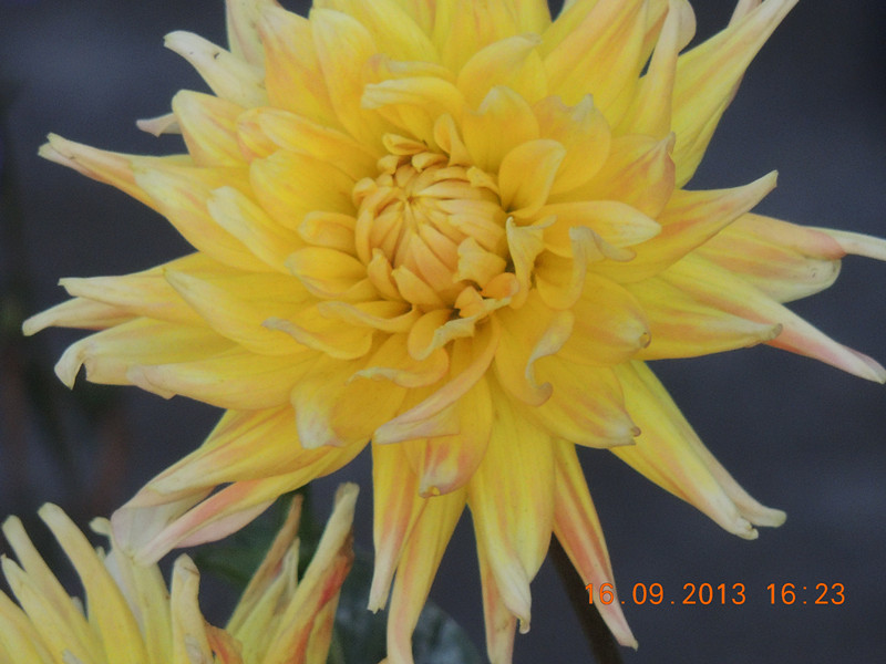 flower 974_.jpg