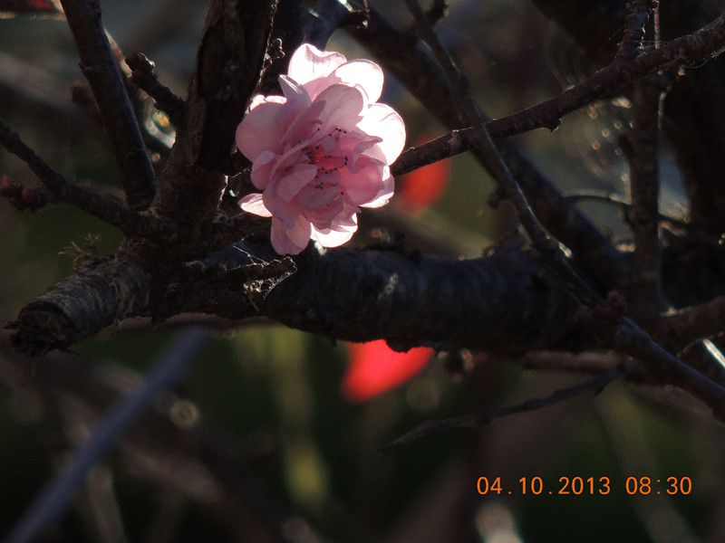 flower 1091_.jpg