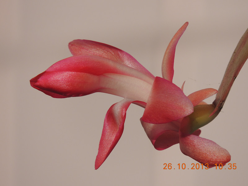 flower 1204_.jpg