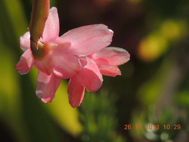 flower 1186_.jpg