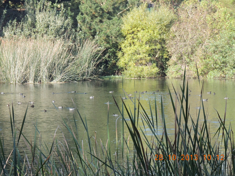 Golden gate park 026_.jpg