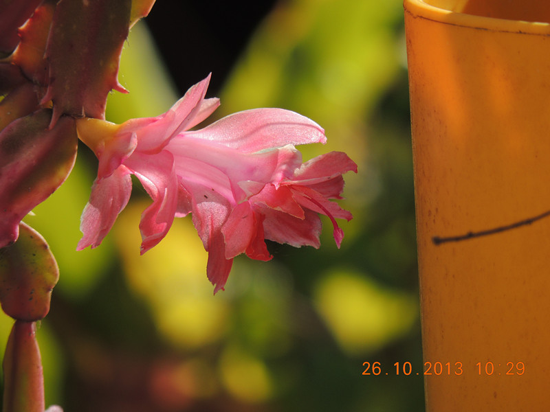 flower 1185_.jpg