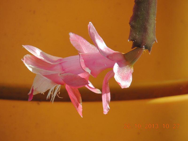 flower 1178_.jpg