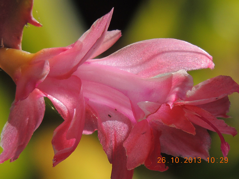 flower 1187_.jpg