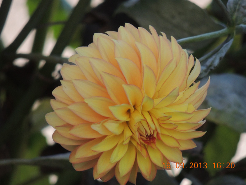 flower 959_.jpg