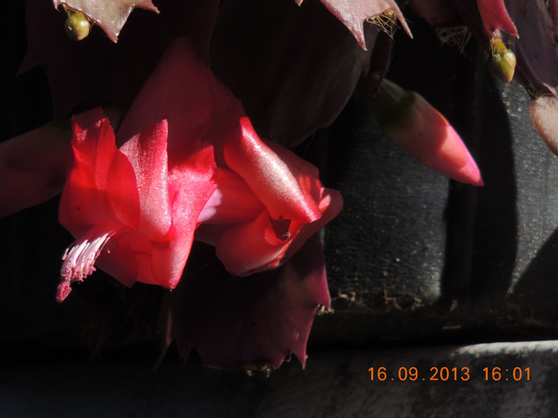 flower 945_.jpg