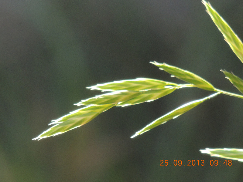 flower 1083_.jpg