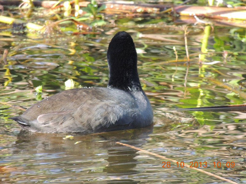 Golden gate park 016_.jpg