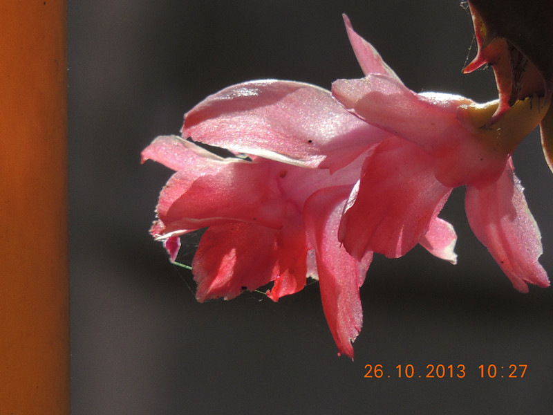 flower 1175_.jpg