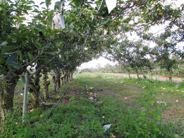 Evergreen Farm Pear Picking