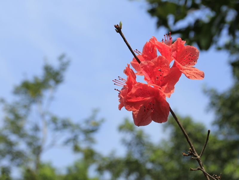 _MG_9368.jpg