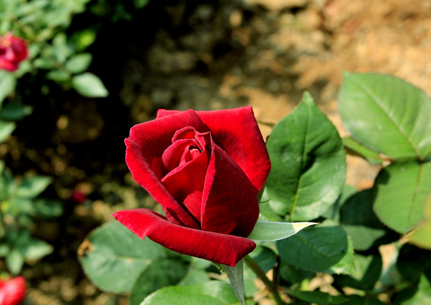 _MG_9258.JPG