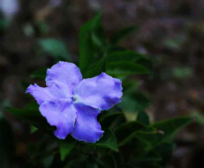 _MG_0015.jpg