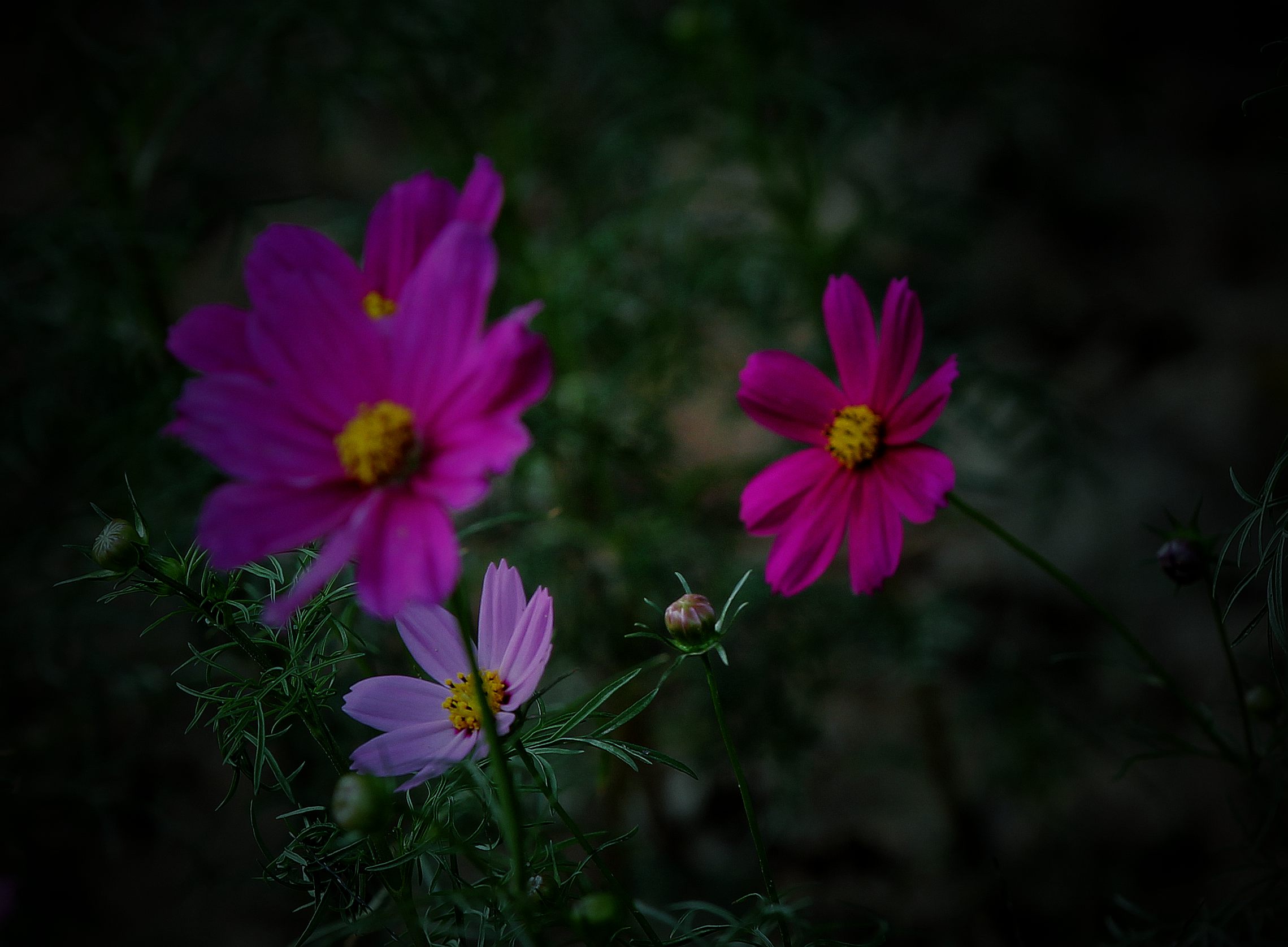 IMG_7265.JPG