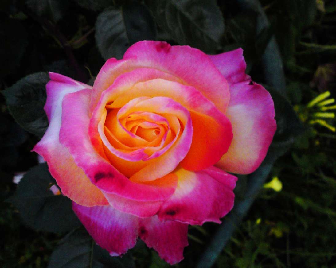 My Phone pictures 065.jpg