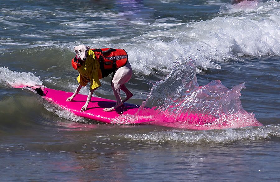 20130929-JOEL4556.jpg-2.jpg