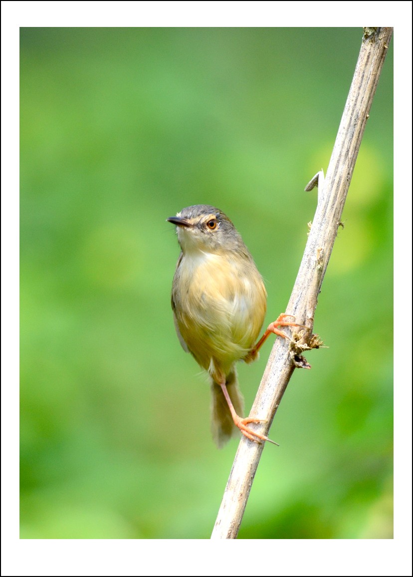 DSC_5456_conew1.jpg