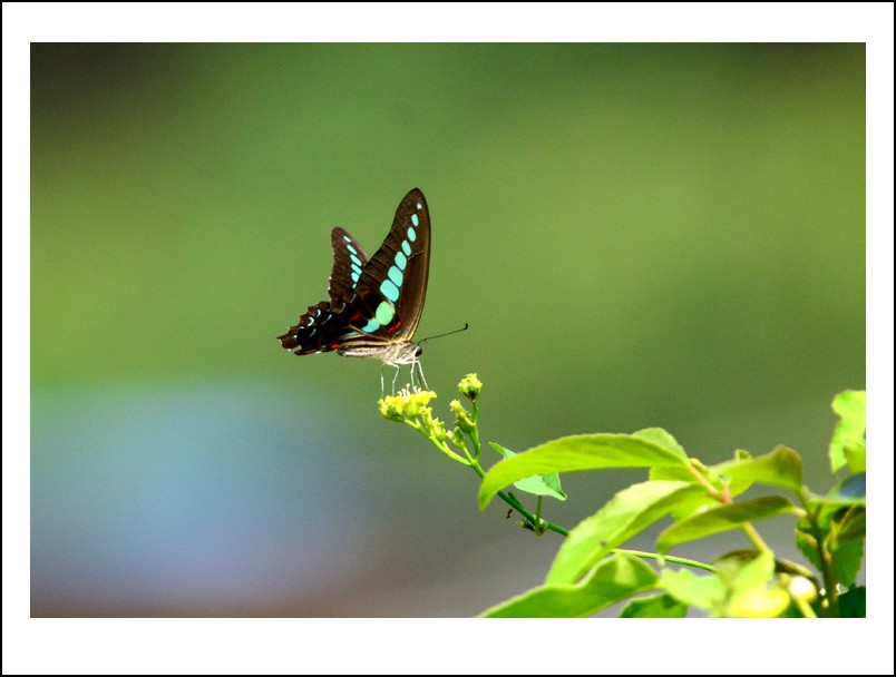 DSC_6437_conew1.jpg