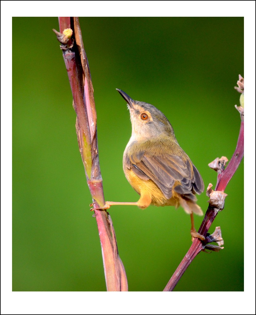 DSC_6235_conew1.jpg