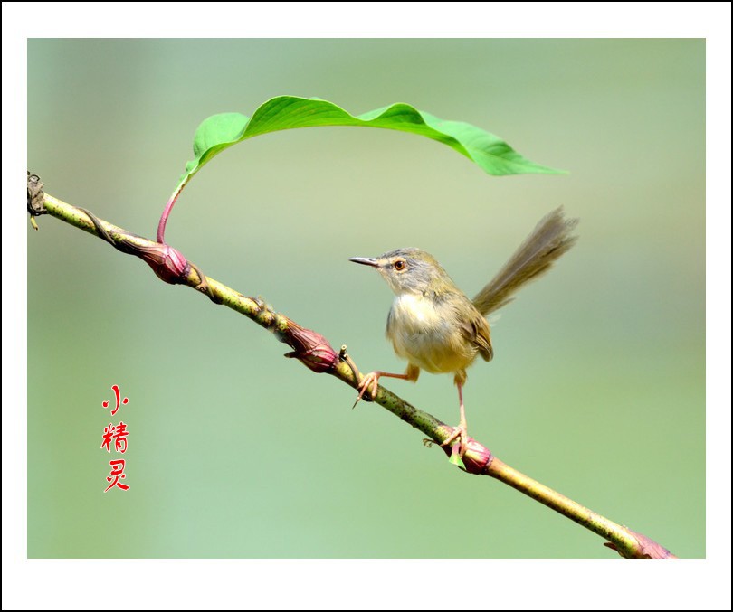 DSC_1040_conew2.jpg