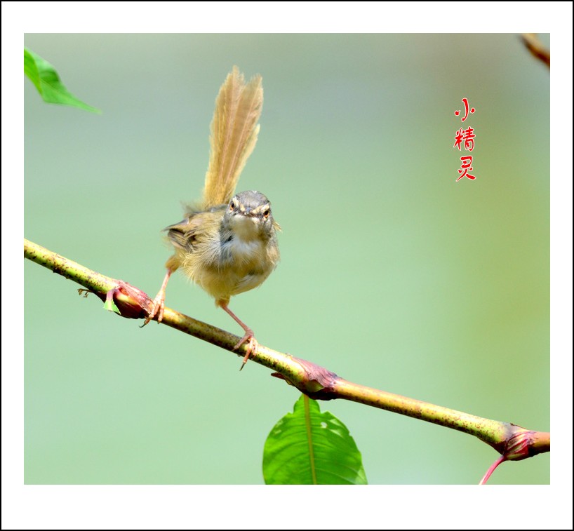 DSC_1093_conew1.jpg