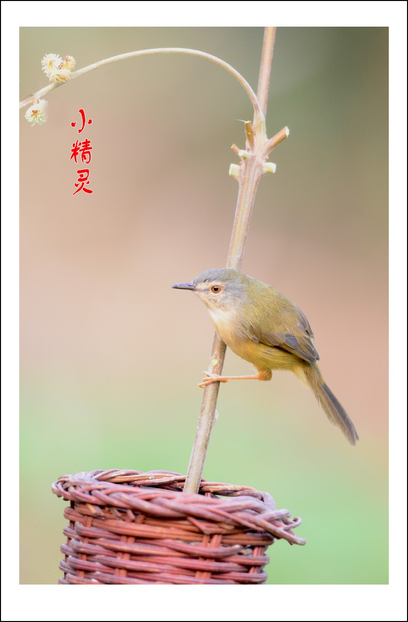 DSC_7751_conew1.jpg