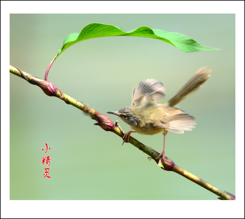 DSC_1052_conew1.jpg
