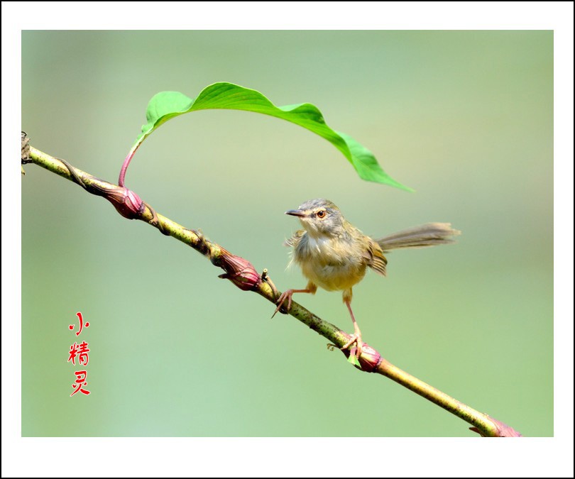 DSC_1036_conew2.jpg