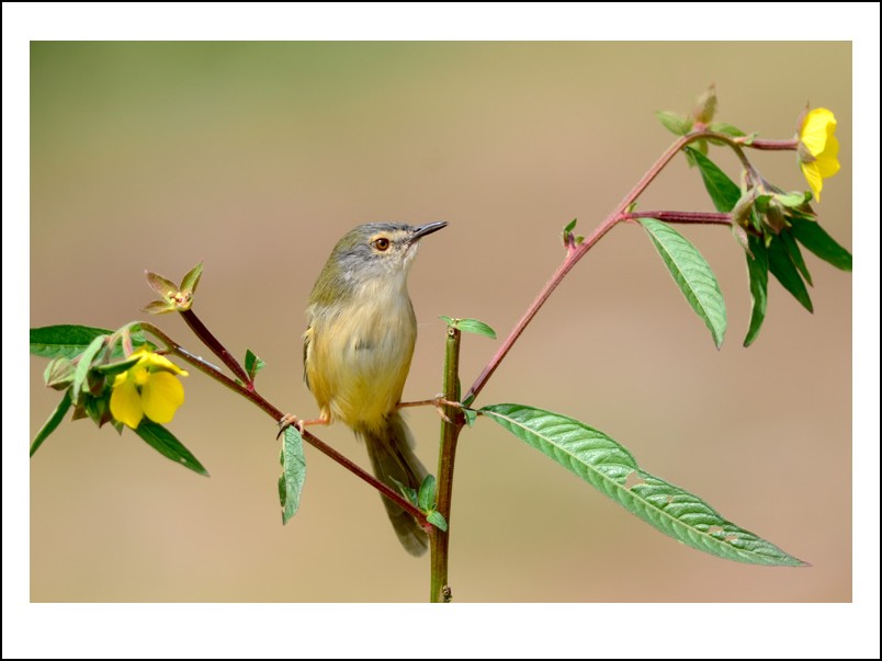 DSC_0174_conew1.jpg