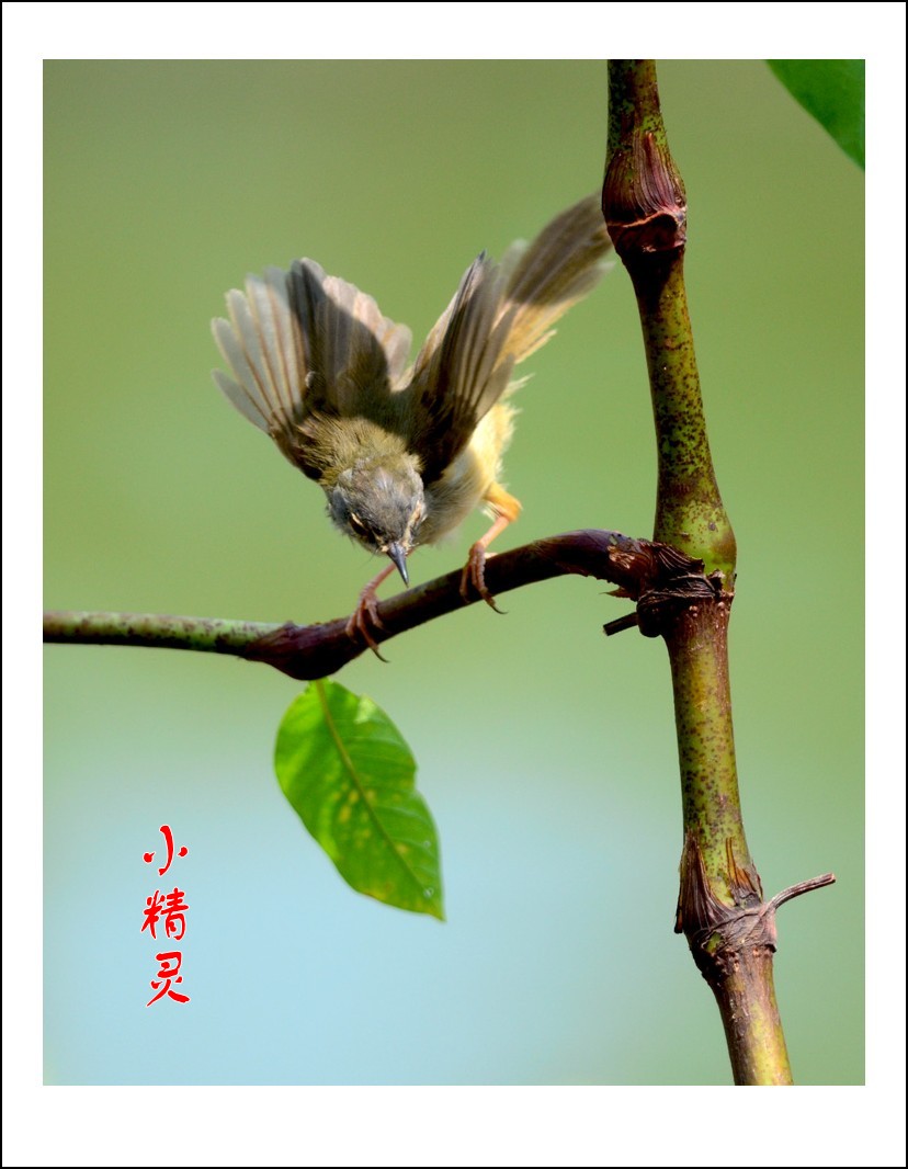 DSC_1009_conew2.jpg