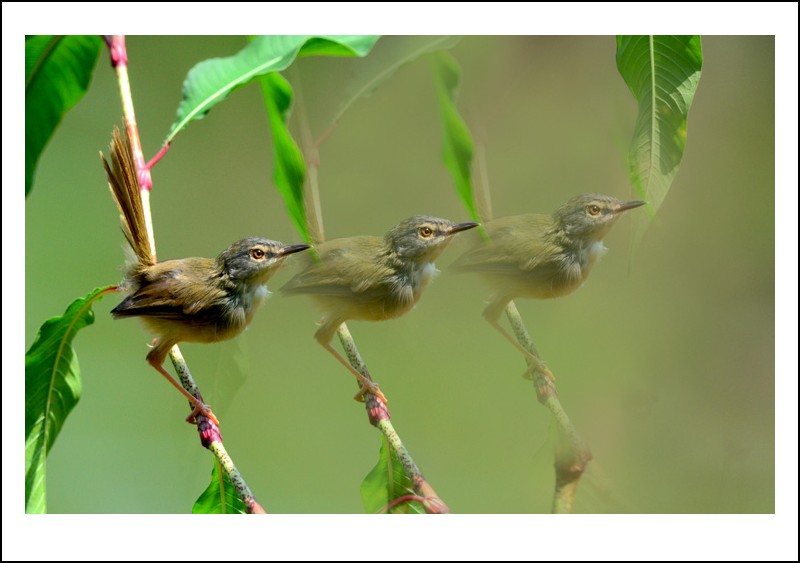 DSC_0696_conew1.jpg