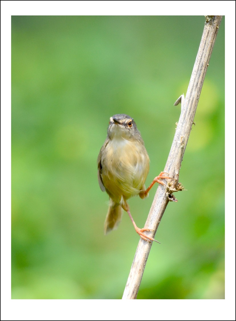 DSC_5452_conew1.jpg