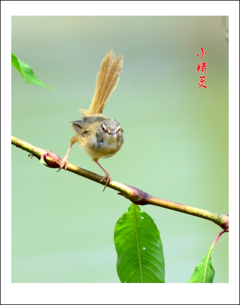 DSC_1091_conew1.jpg