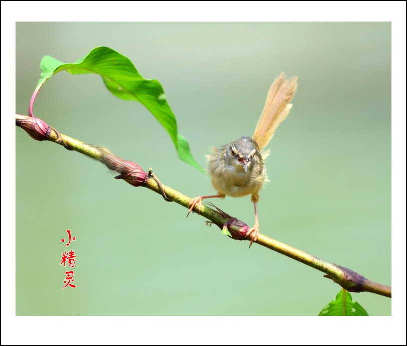 DSC_1069_conew1.jpg