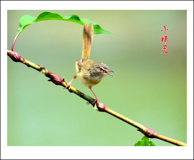 DSC_1035_conew2.jpg
