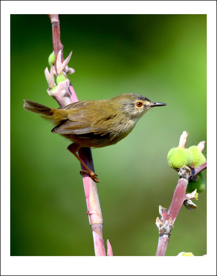 DSC_6938_conew1.jpg