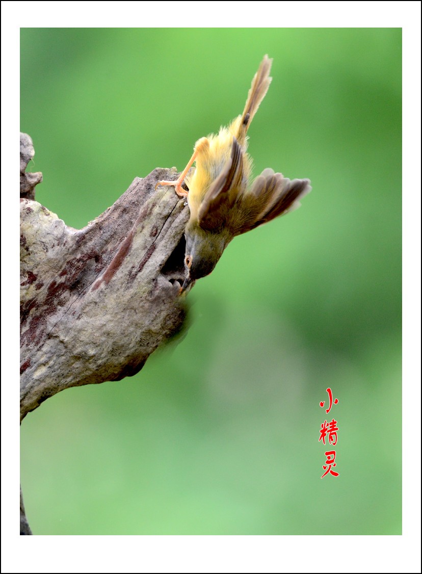 DSC_4202_conew1.jpg