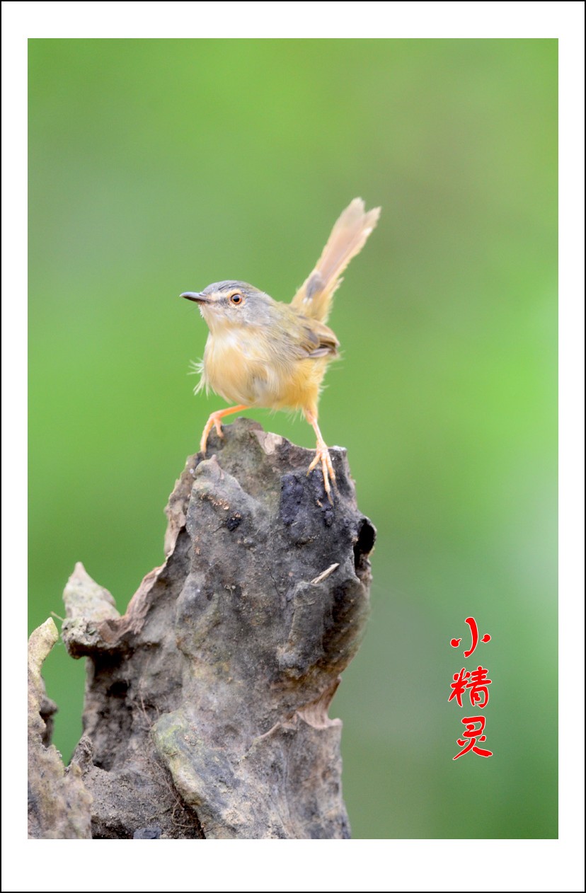 DSC_4688_conew2.jpg