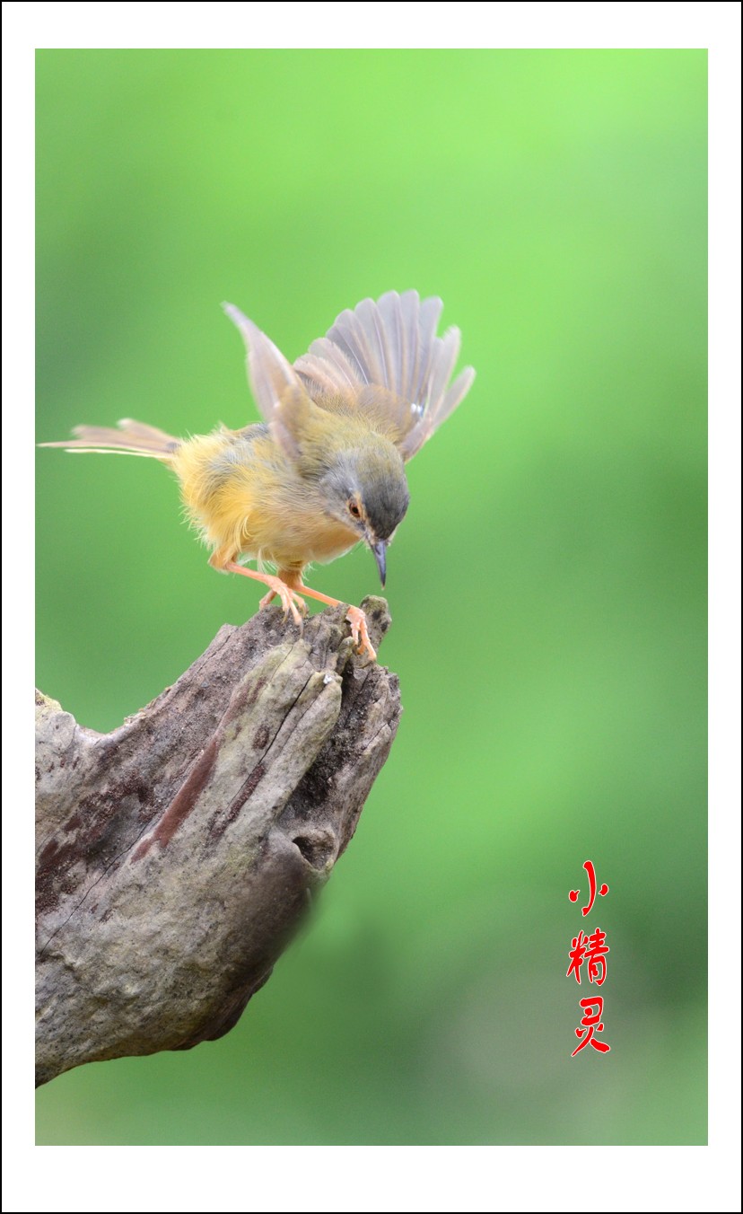 DSC_4198_conew1.jpg