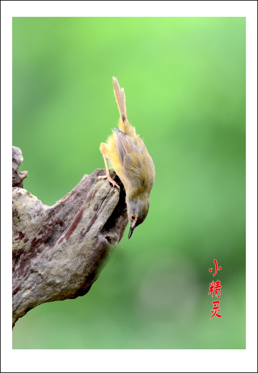 DSC_4200_conew1.jpg